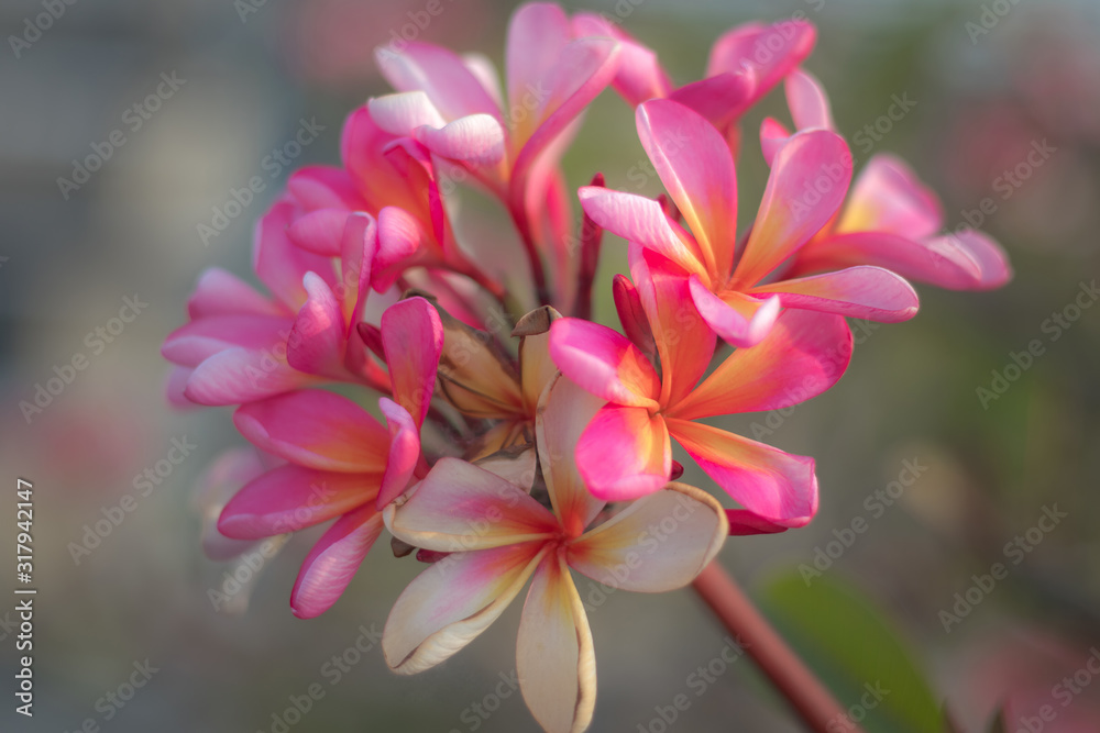pink flower pink flower