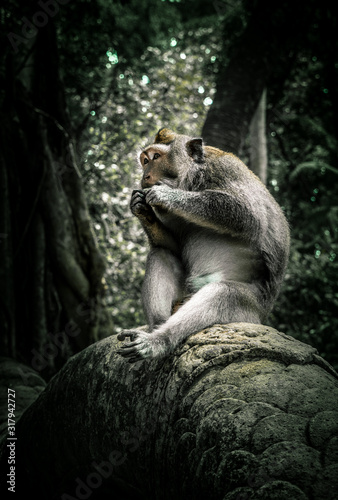 Monkey sits in jungle atmosphere while eating
