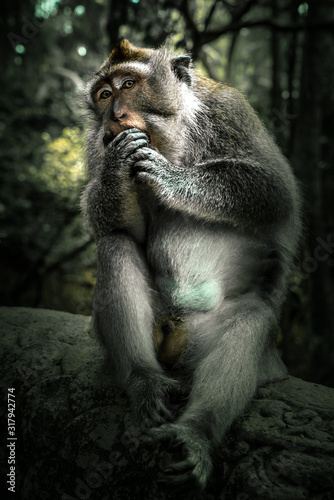 Monkey sits in jungle atmosphere while eating - close up