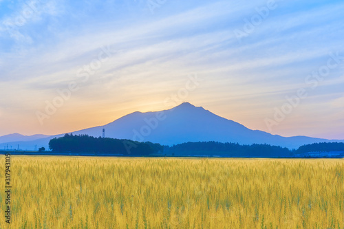 日の出前の筑波山と麦畑