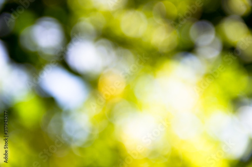 bright green, yellow blurred background of leaves
