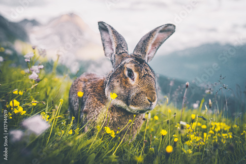 Ausgewachsener Hase auf einem Berg in den Alpen