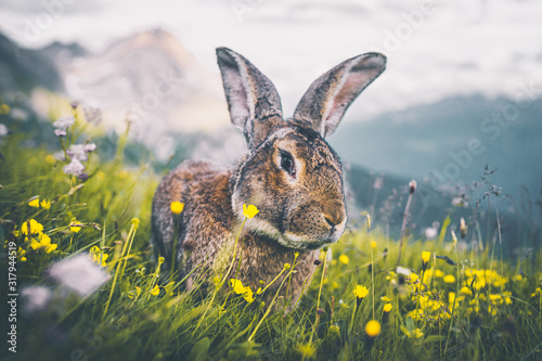 Ausgewachsener Hase auf einem Berg in den Alpen