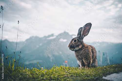 Obraz na plátně Ausgewachsener Hase auf einem Berg in den Alpen
