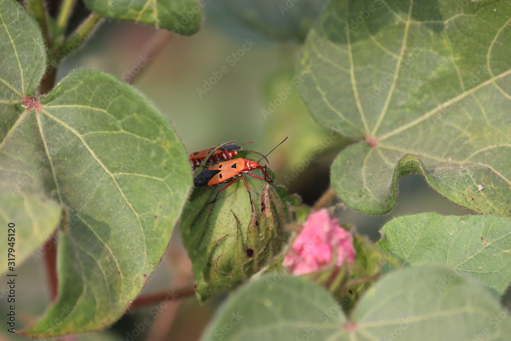 Fototapeta premium red cotton insect on Cotton plant in the field