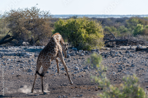 One Angolan Giraffe - Giraffa giraffa angolensis galloping nervously near a waterhole in Etosha national park, Namibia.