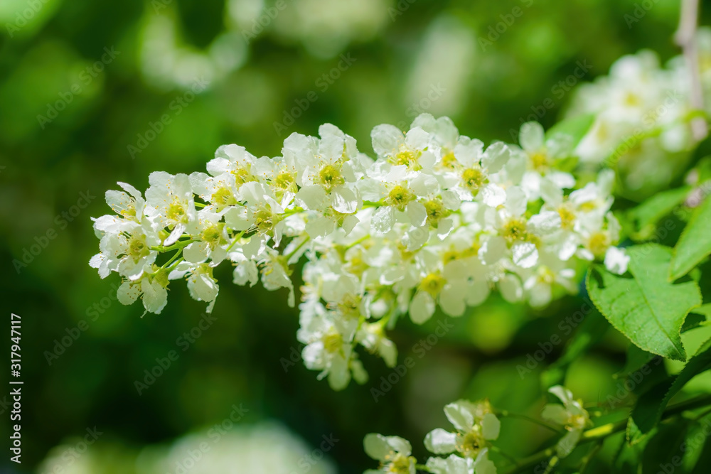 Branch of flowering bird cherry in white flowers Branch of flowering bird cherry in white flowers