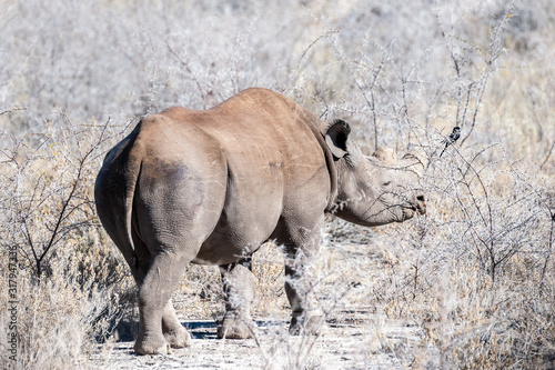 A black Rhinoceros - Diceros bicornis- eating scrubs on the plains of etosha national park, Namibia.
