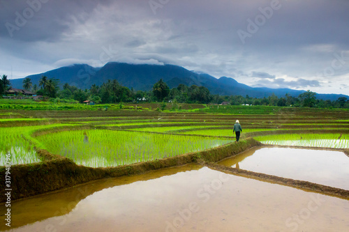 a farmer who is walking in between a new rice field filled with water and a new small green rice planted in the village of kemumu, indonesia photo