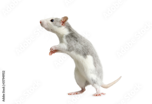 Little cute rat standing on his hind legs