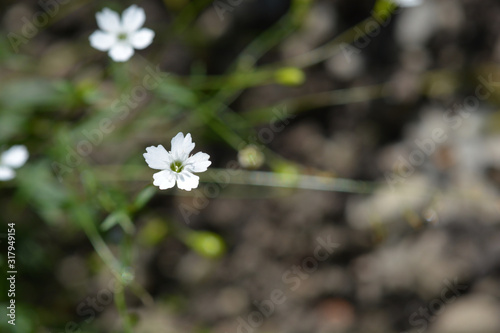 Alpine catchfly photo