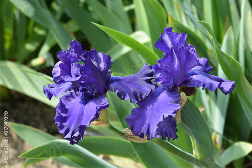 Tall Bearded Iris Dusky Challenger