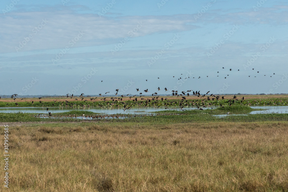 Waterfowl on a floodplain, Mary River, Darwin, Northern Territory, Australia. Waterfowl on a floodplain, Mary River, Darwin, Northern Territory, Australia.
