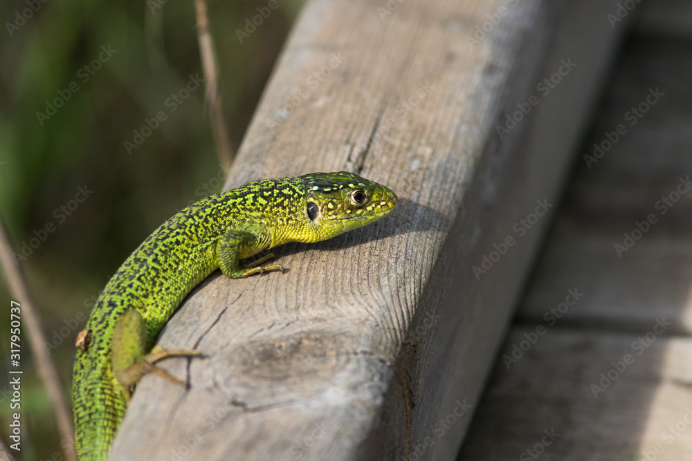 Fototapeta premium Lézard vert mâle
