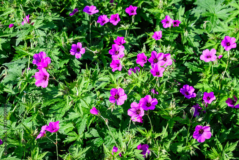 Fototapeta premium Many delicate light pink flowers of Geranium pratense wild plant, commonly known as meadow crane's-bill or meadow geranium, in a garden in a sunny summer day, beautiful outdoor floral background