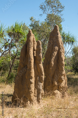 Termite mound or anthill.
