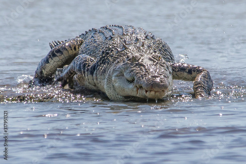 Foto Saltwater crocodile on the barrage at Shady Camp, Darwin, Northern Territory, Australia