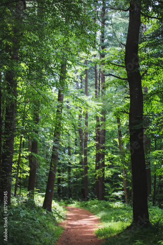 trees in the forest