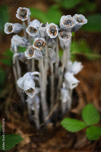 mushroom in forest