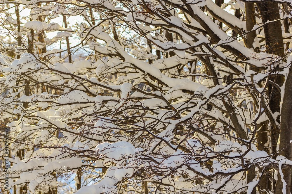 snowy trees in the forest