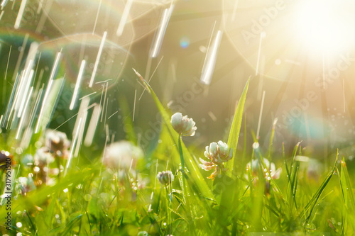 Fototapeta Naklejka Na Ścianę i Meble -  Art Spring Natural Green Background, Clover Flowers and rain drops