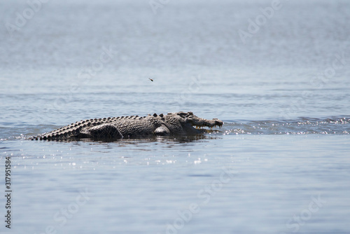 Saltwater crocodile on the barrage at Shady Camp, Darwin, Northern Territory, Australia. © Deirdre