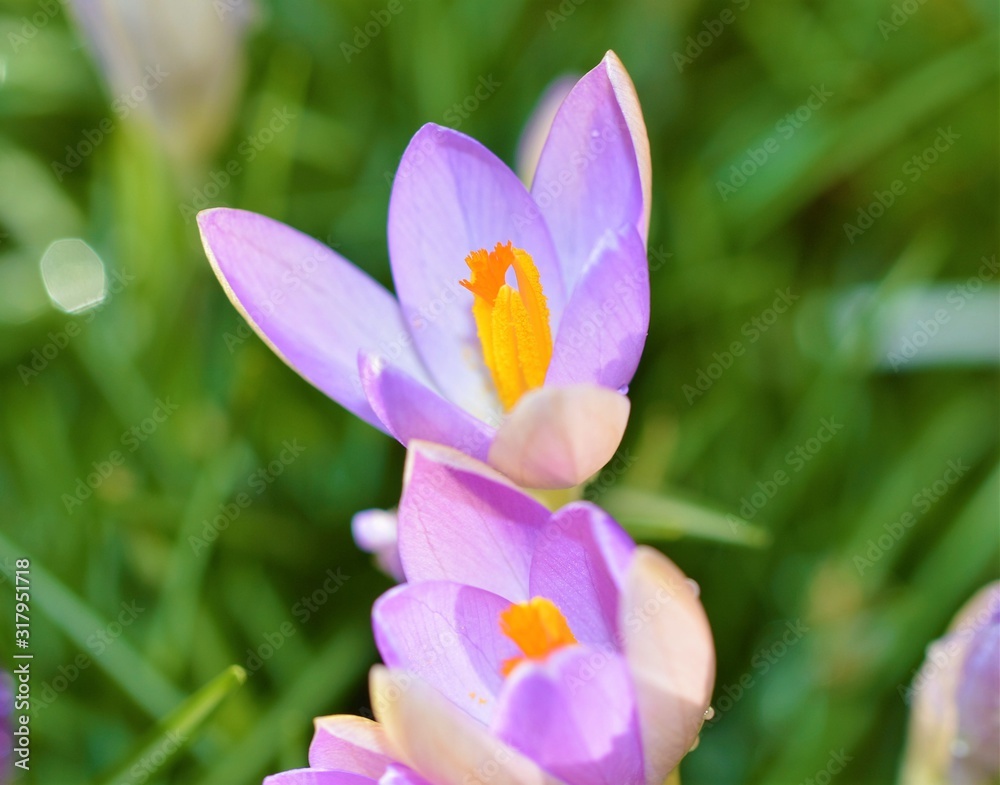 crocus in spring crocus in spring