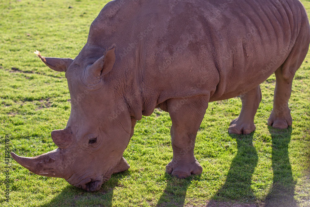 Obraz premium A african rhinoceros (rhino) eating a grass on a field. Closeup.