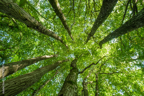 Looking up to the sky through the leafy green canopy of woodland trees on a sunny summer day