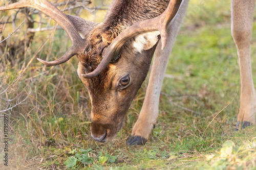 Deer in the dunes of the Amsterdam water supply Area / Hert in de Amsterdamse Waterleiding Duinen (AWD) photo