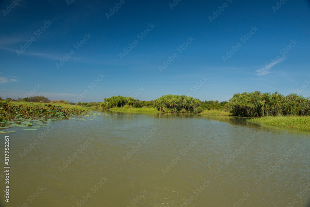 Pandanus on Corroboree wetlands. Pandanus on Corroboree wetlands.