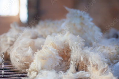 White sheep wool (wollen fleece) just after cut off (shorn, shearded) laying on a wooden branch. Closeup