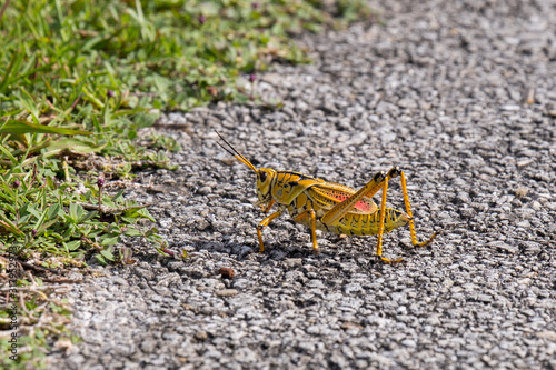 Adult eastern lubber grasshopper in the Everglades National Park, Florida