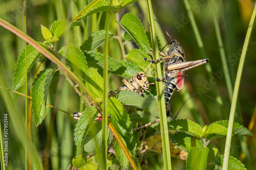 Couple of adult eastern lubber grasshoppers in the Everglades National Park, Florida