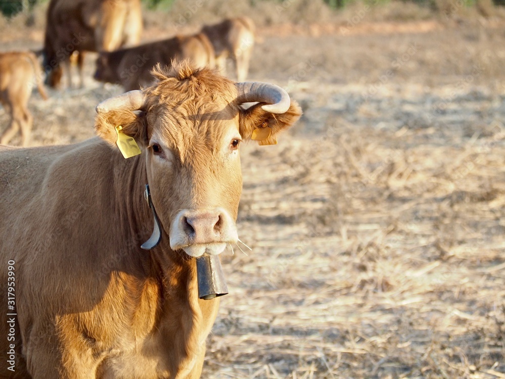 Cattle-cow herd with calves on a meadow Cattle-cow herd with calves on a meadow