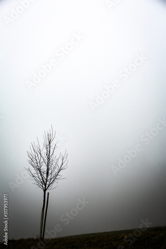 Junger Baum im Nebel ohne Bl  tter mit St  tze