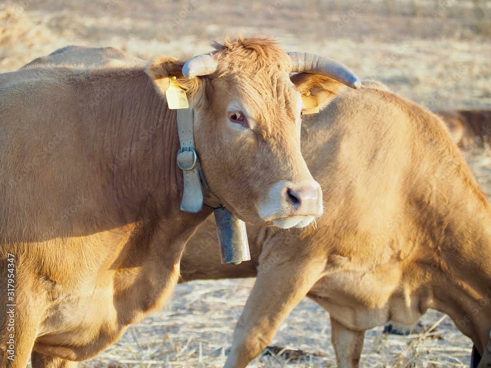 Cattle-cow herd with bells on a meadow Cattle-cow herd with bells on a meadow