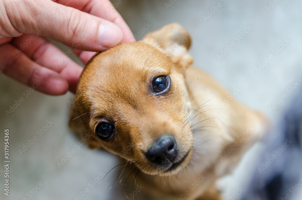 Petit chien mignon Pinscher foto de Stock | Adobe Stock