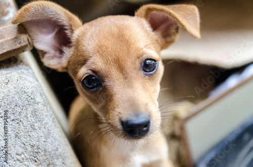 Petit chien mignon Pinscher