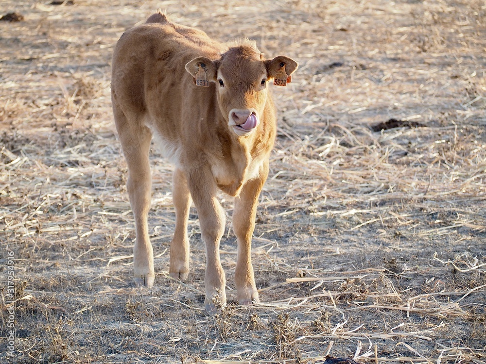 Cattle-cute newborn cow calf on a meadow Cattle-cute newborn cow calf on a meadow
