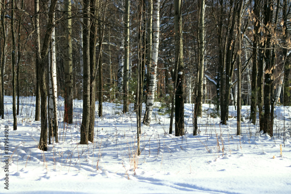 Fototapeta premium forest in winter