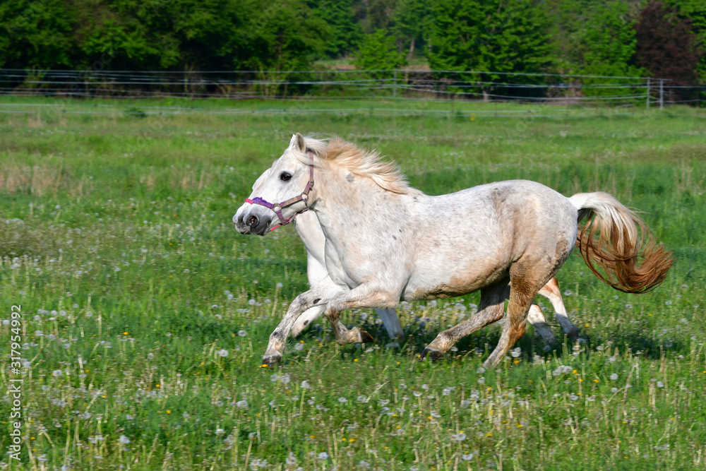 Two white ponies having a race. Two white ponies having a race.