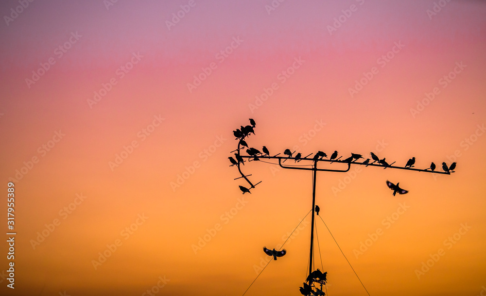 Obraz premium Blurred abstract background of the twilight light of the evening, with a flock of birds perched on a TV signal pole in the urban area.