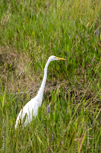Great white egret wading in the Everglades National Park, Florida