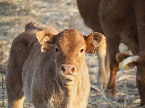Cattle-cute newborn cow calf on a meadow