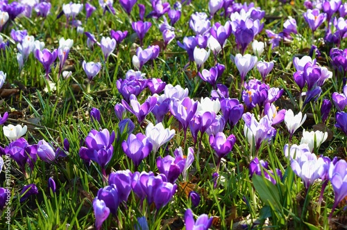 Spring Crocus in the garden.