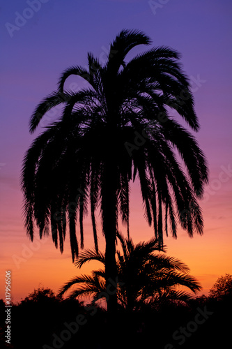 Silhouette of palm tree at sunset