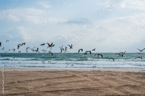 Fototapeta Naklejka Na Ścianę i Meble -  Seagulls flying over sea coast against sea waves on the background