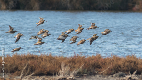 Vol de bécassines des marais en Camargue