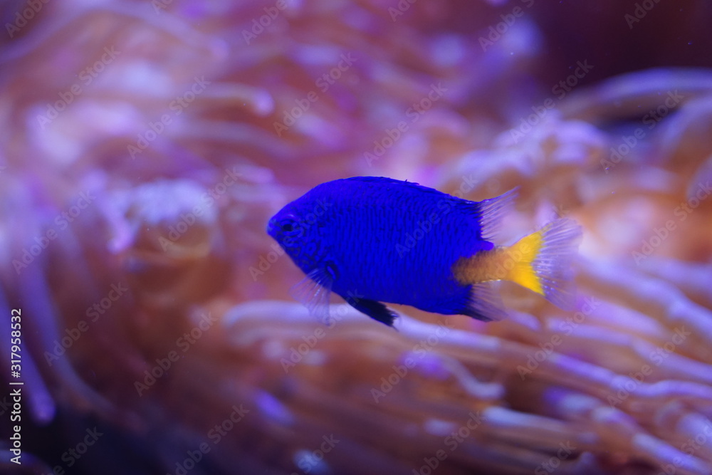 シリキルリスズメダイ